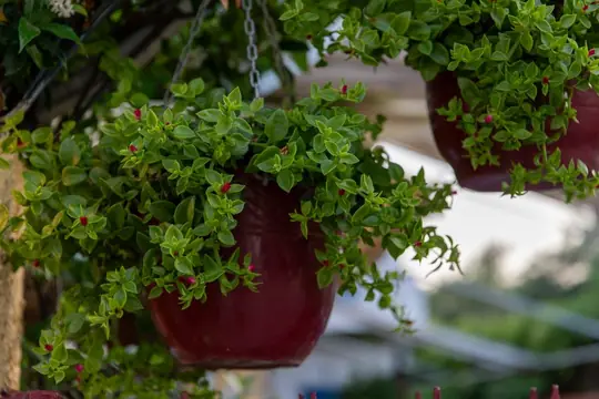 Trailing greenery in deep red pots hanging along the garden wall